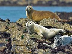 129 ILE DE MOLENE_000017